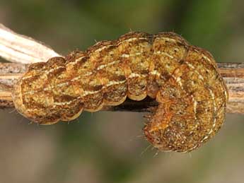  Chenille de Xestia baja D. & S. - �Wolfgang Wagner, www.pyrgus.de