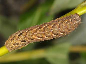  Chenille de Xestia baja D. & S. - �Wolfgang Wagner, www.pyrgus.de