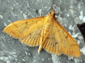 Patania balteata F. adulte - �Daniel Morel