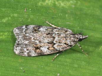 Scoparia basistrigalis Knaggs adulte - �Philippe Mothiron