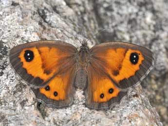 Pyronia bathseba F. adulte - �Philippe Mothiron