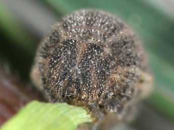  Chenille de Pyronia bathseba F. - �Philippe Mothiron