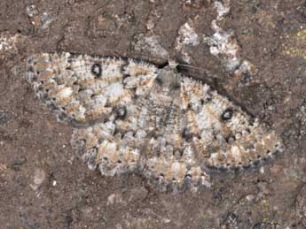 Charissa obscurata bellieri Obth. adulte - �Philippe Mothiron