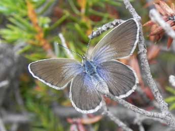 Plebejus bellieri Obth. adulte - �Philippe Mothiron