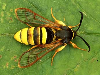 Sesia bembeciformis Hb. adulte - �Paul Harris