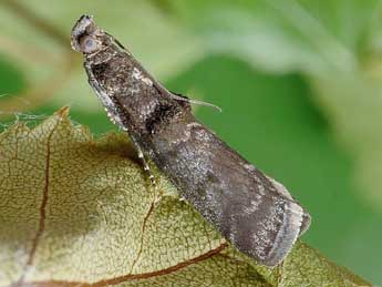 Ortholepis betulae Gze adulte - �Friedmar Graf