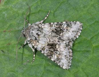 Hecatera bicolorata Hfn. adulte - �Philippe Mothiron