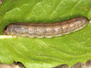  Chenille de Euxoa birivia D. & S. - �Wolfgang Wagner, www.pyrgus.de