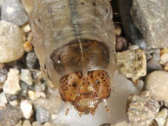  Chenille de Euxoa birivia D. & S. - �Wolfgang Wagner, www.pyrgus.de