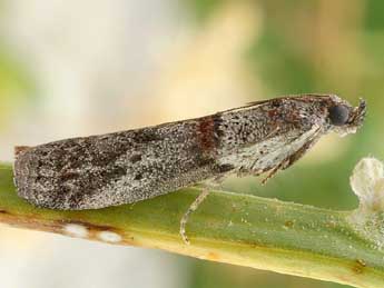 Acrobasis bithynella Z. adulte - �Friedmar Graf