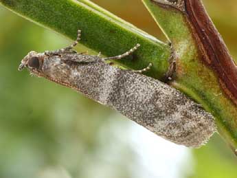 Vitula biviella Z. adulte - �Friedmar Graf