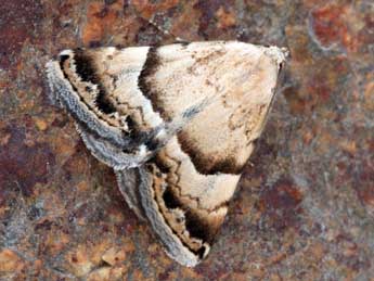 Odice blandula Rbr adulte - �Daniel Morel