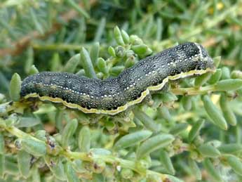  Chenille de Lacanobia blenna Hb. - �Nicole Lepertel