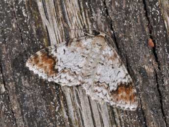  Chenille de Venusia blomeri Curt. - �Philippe Mothiron