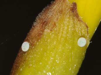  Oeuf de Lampides boeticus L. - �Philippe Mothiron