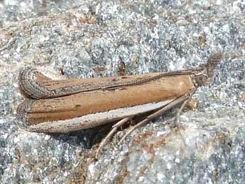 Pima boisduvaliella Gn. adulte - �Patrick Le Mao