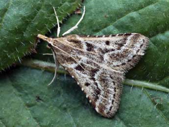 Stemmatophora borgialis Dup. adulte - �Daniel Morel