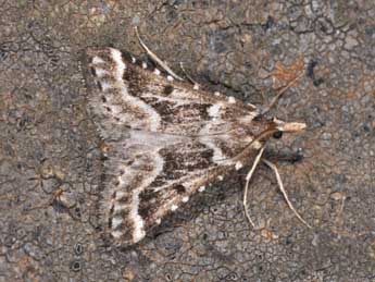 Stemmatophora borgialis Dup. adulte - �Philippe Mothiron