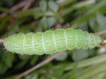  Chenille de Autographa bractea D. & S. - �Wolfgang Wagner, www.pyrgus.de