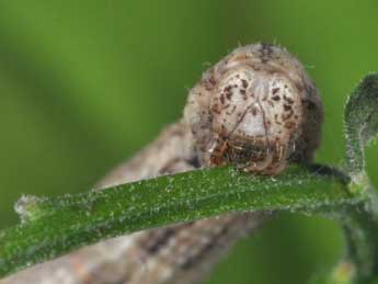 Selidosema brunnearia Vill. adulte - �Philippe Mothiron