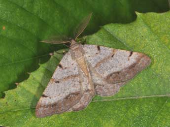 Selidosema brunnearia Vill. adulte - �Philippe Mothiron