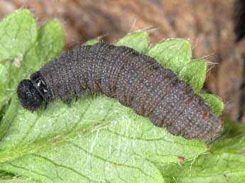  Chenille de Pyrgus cacaliae Rbr - �Wolfgang Wagner, www.pyrgus.de