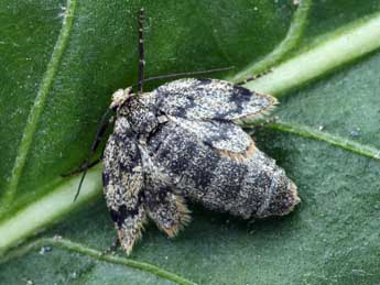 Elophos caelibaria Hdnr. adulte - �Daniel Morel & Lionel Taurand