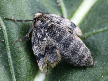 Elophos caelibaria Hdnr. adulte - �Daniel Morel & Lionel Taurand