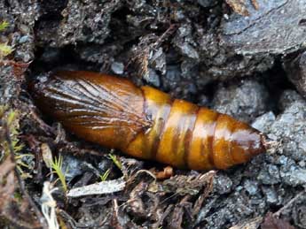  Chrysalide de Elophos caelibaria Hdnr. - �Daniel Morel & Lionel Taurand