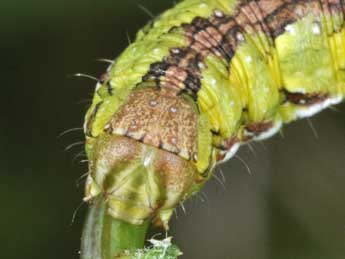  Chenille de Cucullia calendulae Tr. - �Philippe Mothiron
