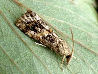 Euchromius cambridgei Z. adulte - �Tristan Lafranchis