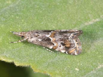 Euchromius cambridgei Z. adulte - �Philippe Mothiron