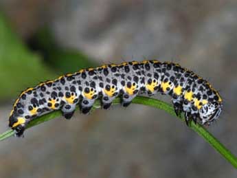  Chenille de Cucullia campanulae Frr - �Wolfgang Wagner, www.pyrgus.de