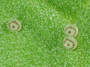  Oeuf de Pseudeustrotia candidula D. & S. - �Philippe Mothiron