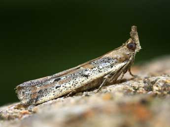 Gymnancyla canella D. & S. adulte - �Patrick Clement