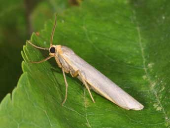 Eilema caniola Hb. adulte - �Philippe Mothiron