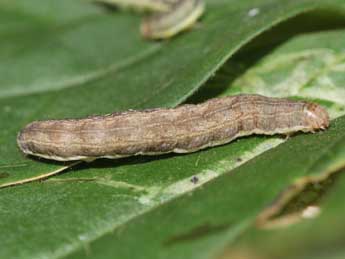  Chenille de Hecatera cappa Hb. - �Emmanuel Ruiz