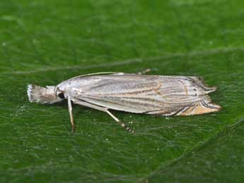 Metacrambus carectellus Z. adulte - �Philippe Mothiron