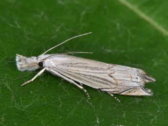 Metacrambus carectellus Z. adulte - �Philippe Mothiron