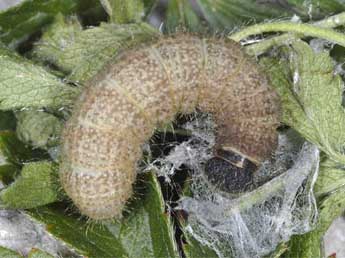  Chenille de Pyrgus carthami Hb. - �Wolfgang Wagner, www.pyrgus.de