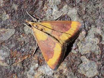 Pyrausta castalis Tr. adulte - �Eric Sylvestre