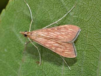 Antigastra catalaunalis Dup. adulte - �Philippe Mothiron