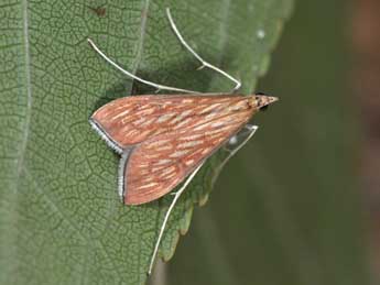 Antigastra catalaunalis Dup. adulte - �Philippe Mothiron