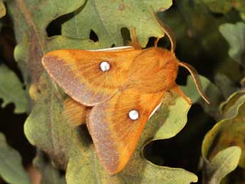 Eriogaster catax L. adulte - �Philippe Mothiron
