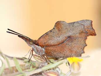 Libythea celtis Laich. adulte - �Emmanuel Ruiz