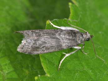 Apomyelois ceratoniae Z. adulte - �Philippe Mothiron