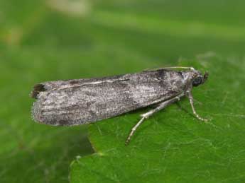 Apomyelois ceratoniae Z. adulte - �Philippe Mothiron