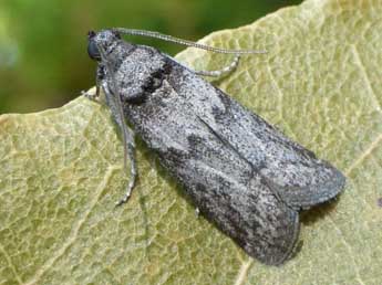 Apomyelois ceratoniae Z. adulte - �Tristan Lafranchis