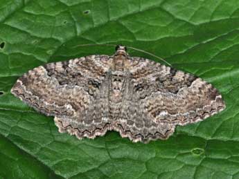 Rheumaptera cervinalis Scop. adulte - �Philippe Mothiron