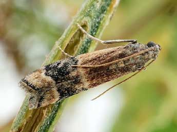 Euzopherodes charlottae Rbl adulte - �Friedmar Graf